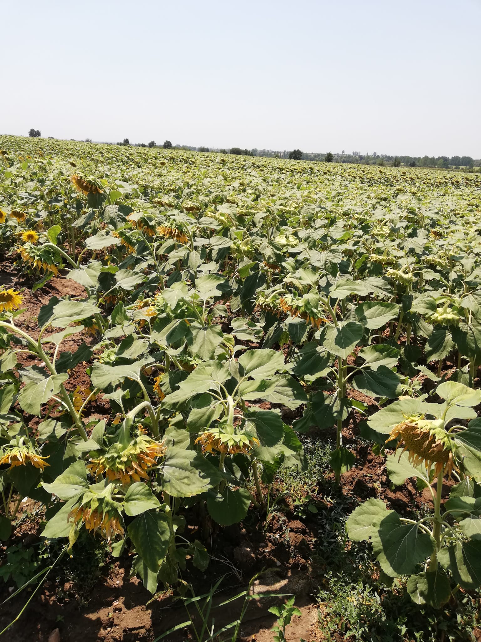 Ayçiçek Fiyatları