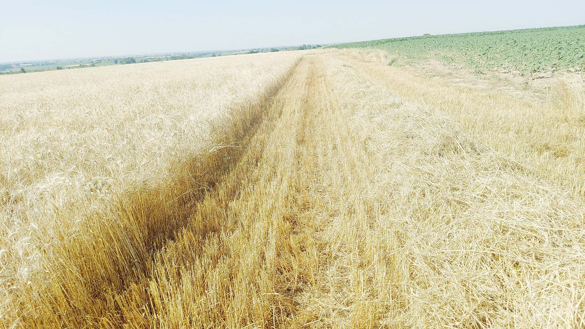 Saman Balyası Fiyatları Ne Kadar