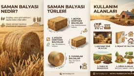 Saman Balyası Nedir
